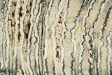 Polished Mammoth Molar Slice - South Carolina #316544-1